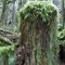Mossy stump at Lime Kiln trailhead
