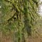 Old mossy trees of Lime Kiln trail