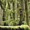 mossy trees