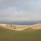 Palouse Country Trees