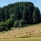 Hay field - 200907LJW