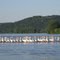 American White Pelican