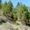 Ponderosa Pines On The Swauk Prairie Moraine