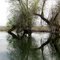 Willow Abstracts