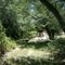 McClendon Springs Campground