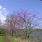 Red Bud