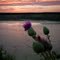 Purple Thistle