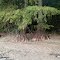 Bald Cypress at Lincoln Memorial Gardens