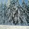 Winter 2008 near Sedro-Woolley