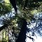 TREES ON SHARPS CREEK 6/30/13