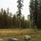 Mountian meadow @ 4500'