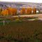 Orchards in Fall
