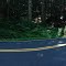Forest Pano