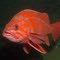 Vermilion Rockfish