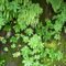 Fern Wall