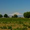 Mt Adams