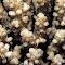 Acropora rosaria.  Indonesia.  Corallite detail.  Photograph: Charlie Veron.