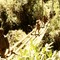 Indonesia, Papua, river crossing