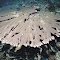 Acropora tutuilensis.  Indonesia.  Colonies have a wide range of growth-forms ranging from solid plates to irregularly fused branches.  Photograph: Charlie Veron.
