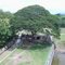 Old "Munggur" tree