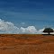 one tree at east sumba