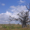 Lukuwingir
