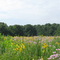 Prairie Restoration at Coffeen Lake