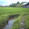 sawah di muarabadak