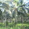 coconut trees at tanjung limau