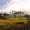 Paddy field