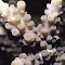 Porites rugosa.  Indonesia.  A small colony with straight branches.  Photograph: Doug Fenner.