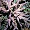 Porites rugosa.  Indonesia.  Surface detail of branches showing the roughh coenosteum and small corallites.  Photograph: Doug Fenner.