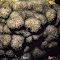 Alveopora minuta.  Indonesia.  Surface detail.  Photograph: Charlie Veron.