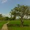 Pohon Tigaron