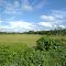 Sawah di Kabupaten Barito Selatan
