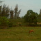 Los Kala