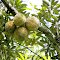 Durio Zibethinus