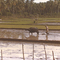 17 Ploughing the paddy with water buffalo 1985