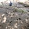 Footprint at Widodaren, Ngawi