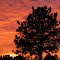 Flamming Orange Sky behind Kansas Trees