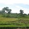 Pohon tarebung masih bertebar dimana mana.