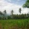 Ladang Jagung di Wolomarang, Maumere Flores Indonesia