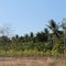 Lahan Kering di Musim Panas, Nangahure Maumere