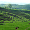 Rice field at Sondeng, Wae Rii Subdistrict