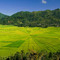 spiderweb rice fields