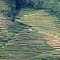 Rice fields
