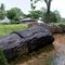 Log tree fossil at Tebedo village