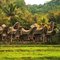 Toraja village - near Rantepao - Sulawesi - Indonesia