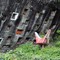 Sulawesi : Toraja : Lokomata Buriel Site