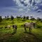 Cattle Farm at Long Semado 180813